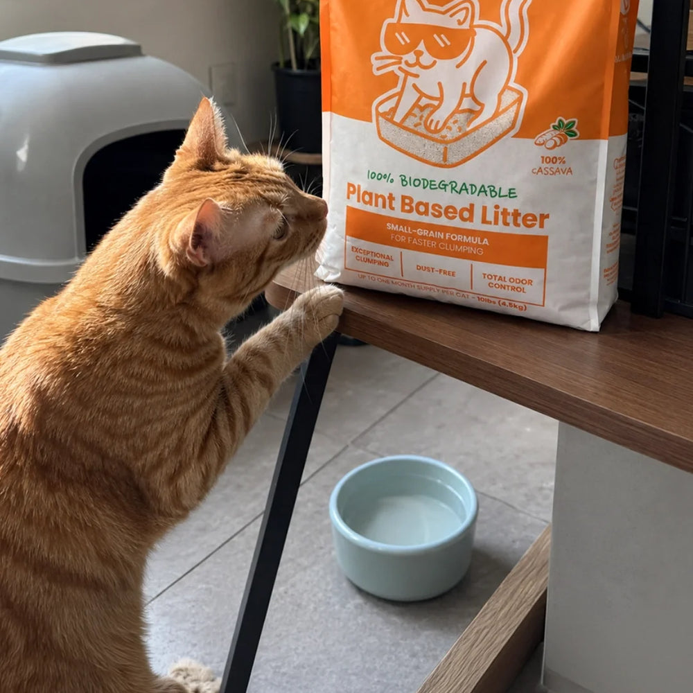 Pet Img